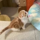 スコティッシュフォールド(折れ耳)【岡山県・女の子・2025年9月2日・レッドタビー&ホワイト】の写真8