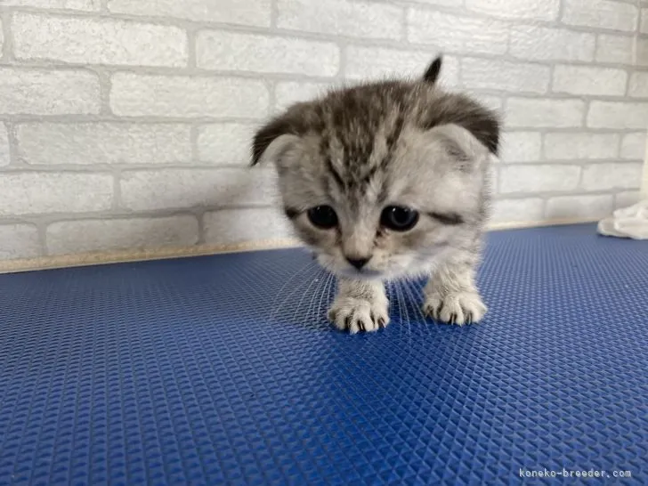 ID：2205-01637の子猫