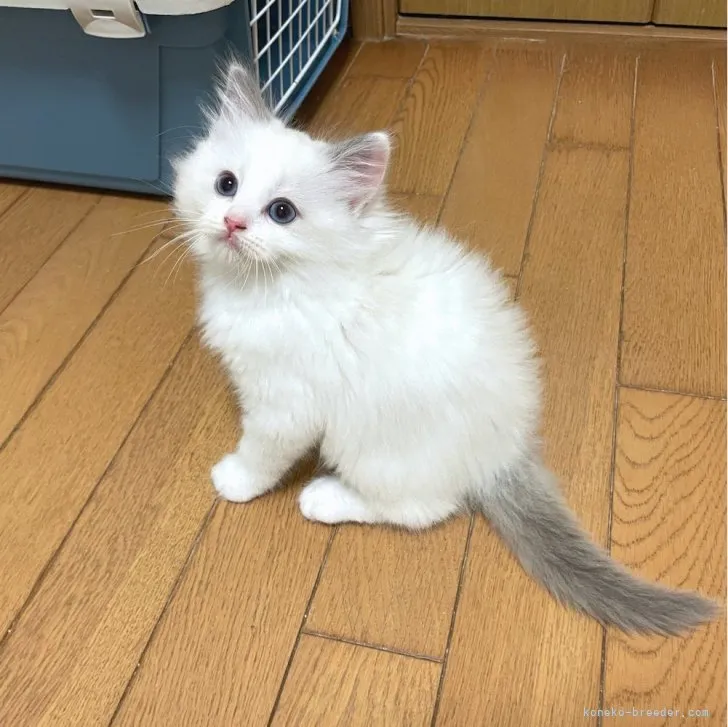 ID:2307-01776の子猫