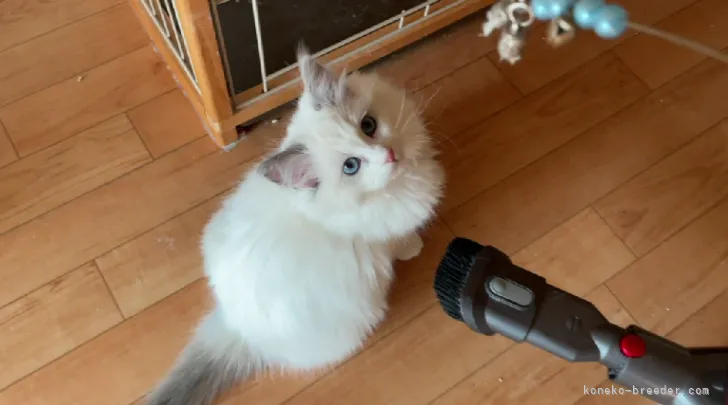 ID:2111-00557の子猫
