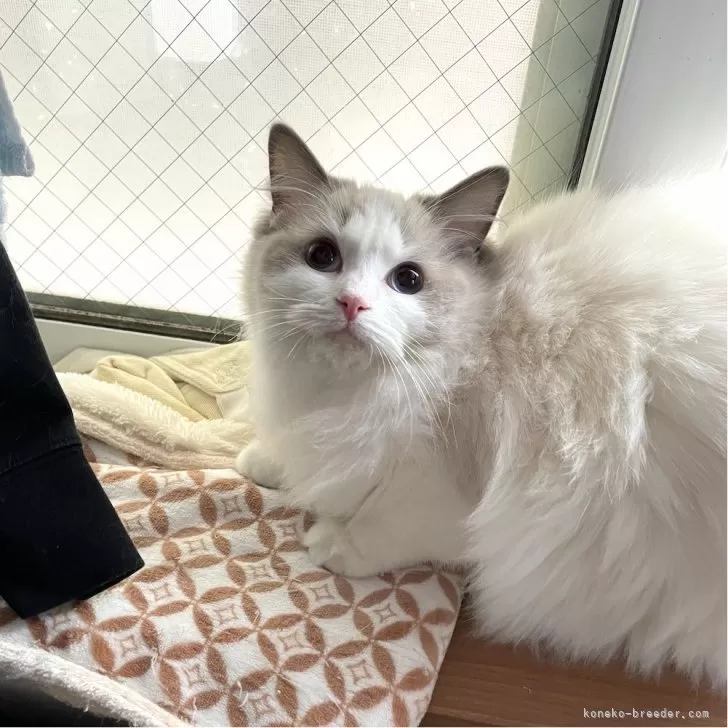 ID：2307-01780の子猫