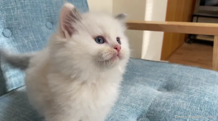 ID：2105-01140の子猫