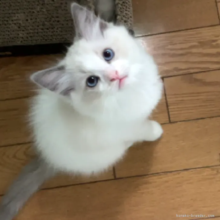 ID:2305-00026の子猫