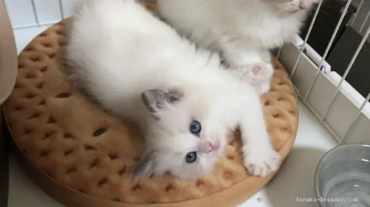 ID：2009-01961の子猫