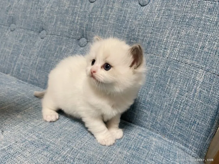 ID：2105-00391の子猫