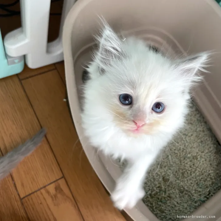 ID:2306-03666の子猫