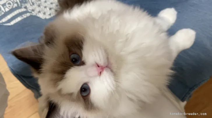 ID：2111-00560の子猫