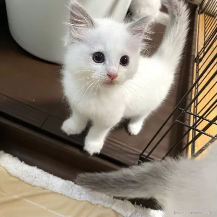ID:2408-00117の子猫