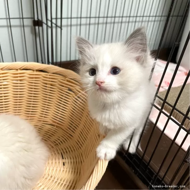 ID：2402-01245の子猫