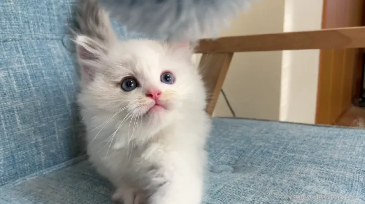 ID：2105-01139の子猫