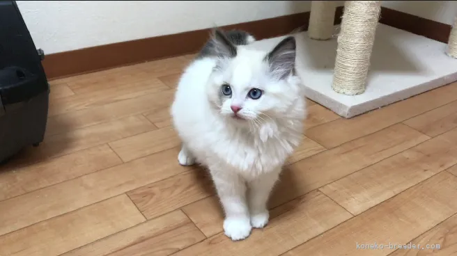 ID：2009-01965の子猫