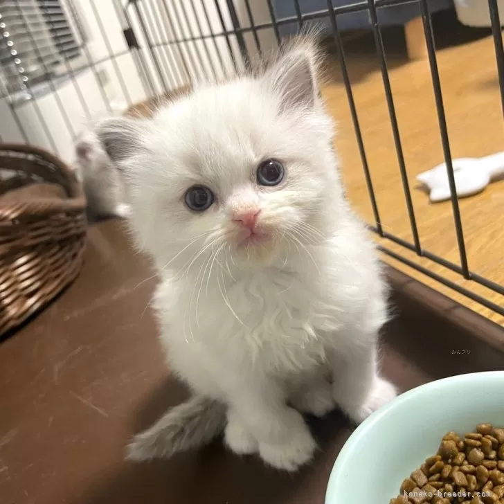 ID：2403-01628の子猫