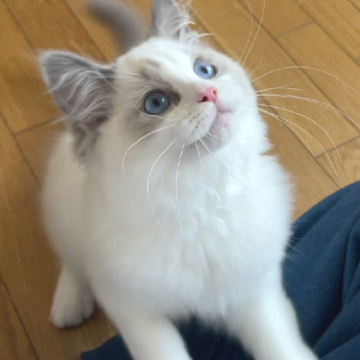 ラグドール【北海道・男の子・2022年3月28日・ブルーポイントバイカラー（長毛）】の写真「運動神経◎健康的な男の子」
