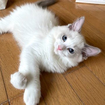 ラグドール【北海道・男の子・2023年5月23日・ブルーポイントバイカラー（長毛）】の写真「綺麗な模様の男の子」