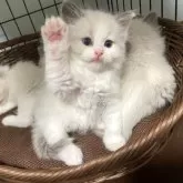 ラグドール【北海道・男の子・2024年3月1日・ブルーポイントバイカラー】の写真2