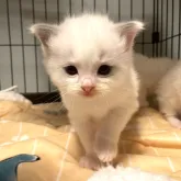 ラグドール【北海道・男の子・2022年12月23日・ブルーポイントバイカラー】の写真2「1/21」