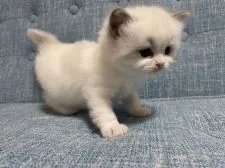 ラグドール【北海道・女の子・2021年4月1日・ブルーポイントバイカラー】の写真3