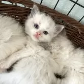 ラグドール【北海道・男の子・2024年3月1日・ブルーポイントバイカラー】の写真3