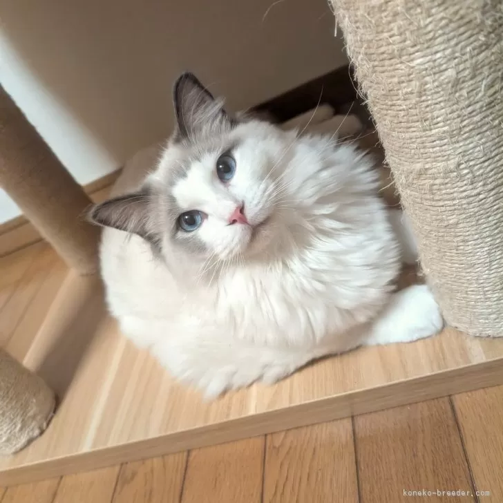 ひろ 様のお迎えした子猫