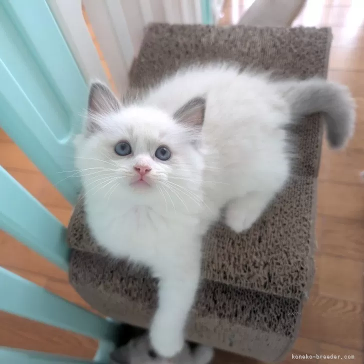 ID：2506-01101の子猫