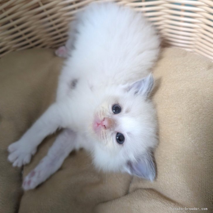 ブリーダー画像