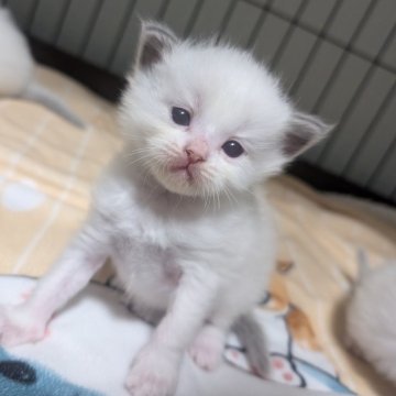 ラグドール【北海道・女の子・2025年10月23日・ブルーポイントバイカラー（長毛）】の写真「ふわふわ親子の六つ子ちゃん」