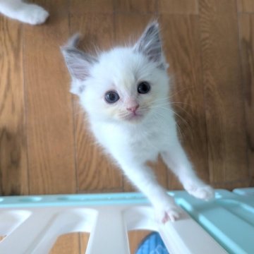 ラグドール【北海道・女の子・2025年5月21日・ブルーポイントバイカラー（長毛）】の写真「超猫懐っこい＆かまってちゃんな女の子」