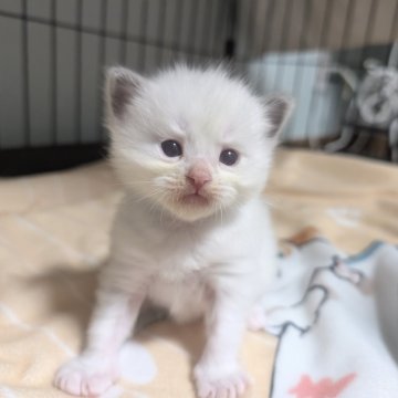 ラグドール【北海道・男の子・2025年10月23日・ブルーポイントバイカラー（長毛）】の写真「ふわふわ親子の六つ子ちゃん」