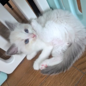 ラグドール【北海道・男の子・2025年5月21日・ブルーポイントバイカラー（長毛）】の写真「ふわふわで優しい両親猫の子です」