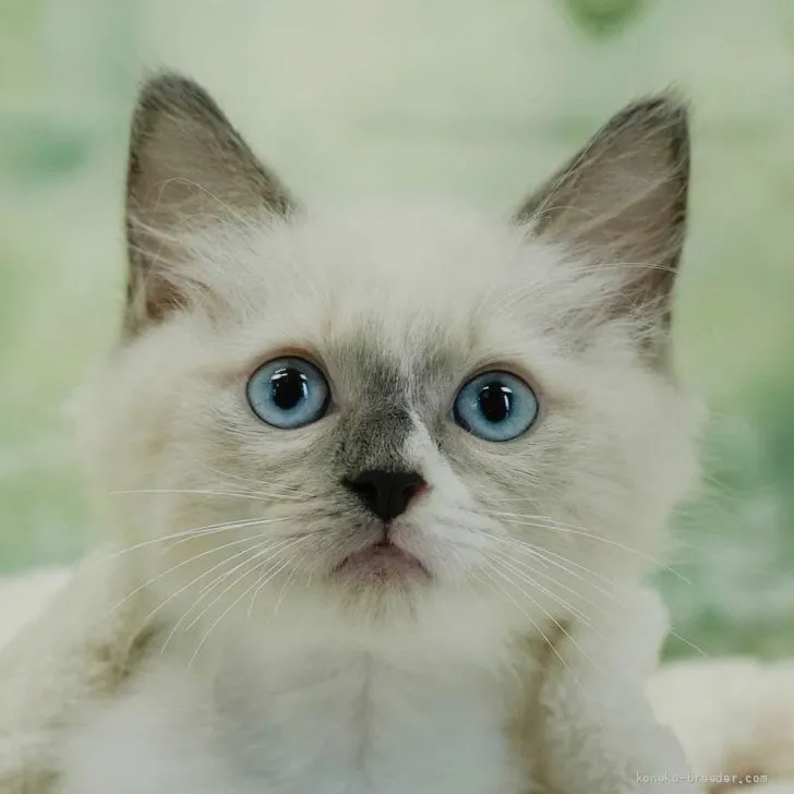 ラグドール【東京都・男の子・2026年4月29日・ホワイト系/ブルー・シルバー系】の写真1「😸全頭総額表示(接種済ワクチン代・マイクロチップ代・健康診断料込)」