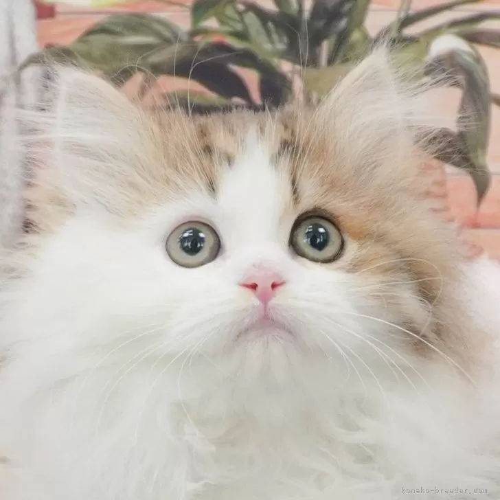 K.Y 様のお迎えした子猫
