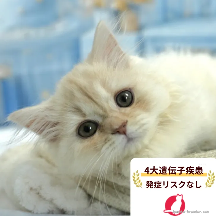 ミヌエット(長足)【東京都・男の子・2026年4月30日・ホワイト系/クリーム系】の写真1「😸全頭総額表示(接種済ワクチン代・マイクロチップ代・健康診断料込)」