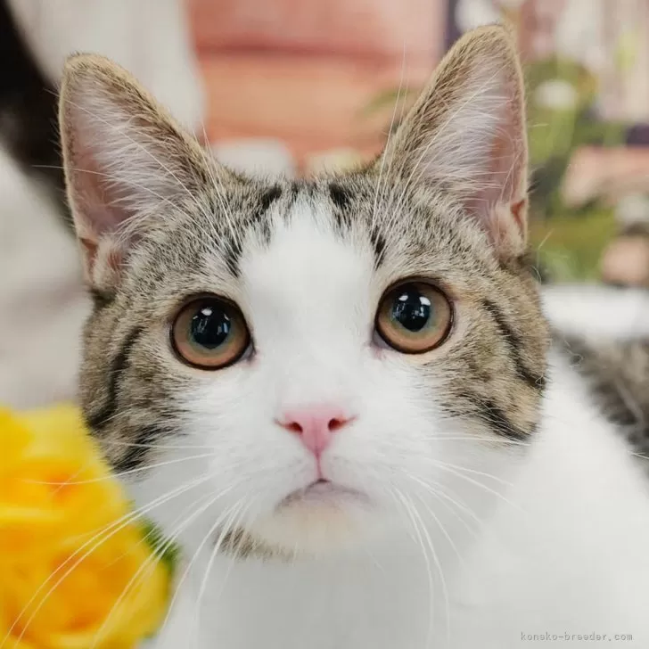ID：2604-00852の子猫