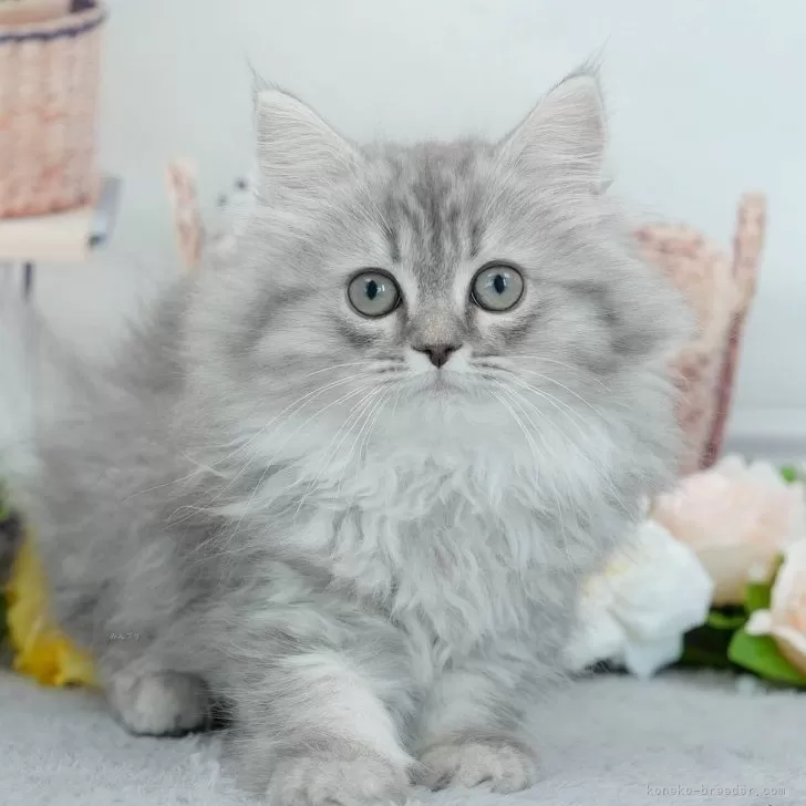 ID：2604-00230の子猫