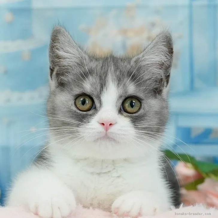 ID：2605-03556の子猫