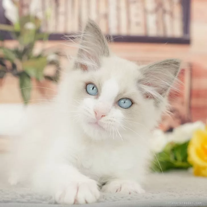 ID：2604-00859の子猫