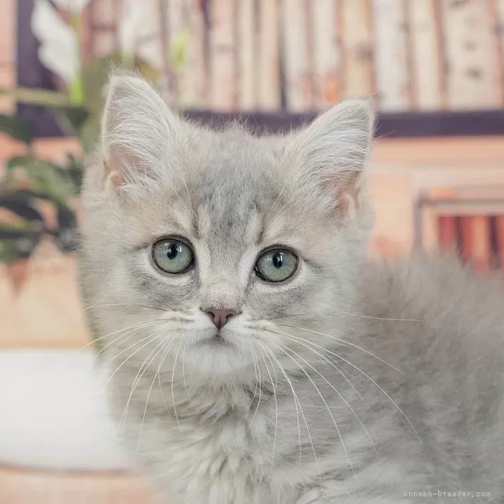 K.K 様のお迎えした子猫