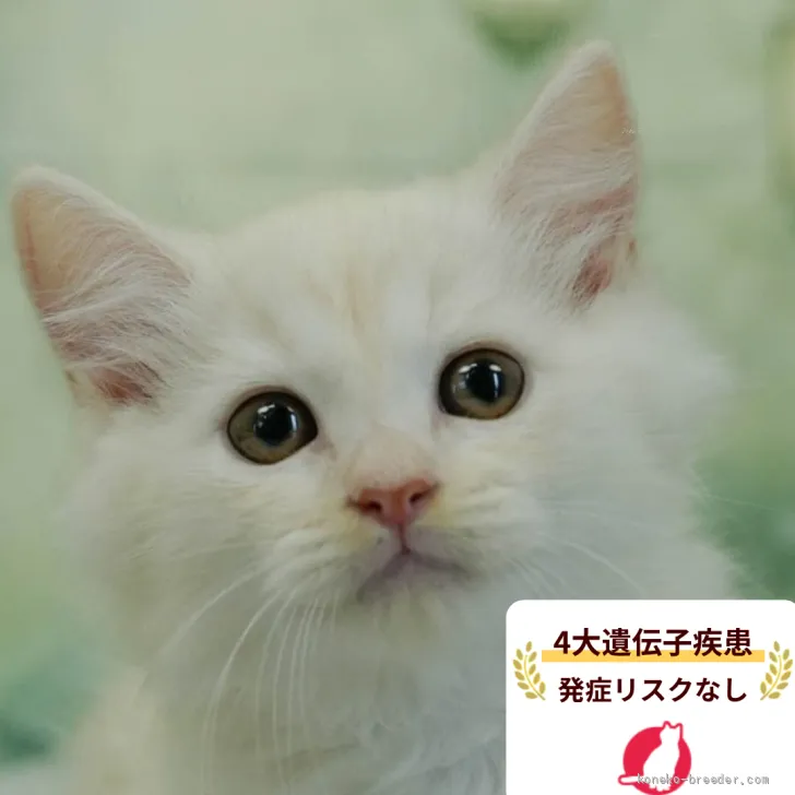 マンチカン(長足)【東京都・男の子・2026年4月29日・ホワイト系/クリーム系】の写真1「😸全頭総額表示(接種済ワクチン代・マイクロチップ代・健康診断料込)」