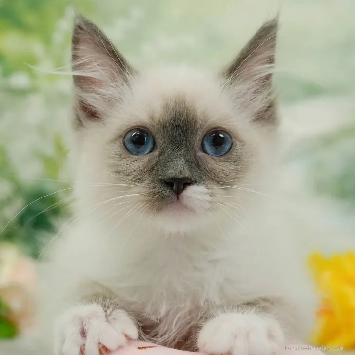 ID：2605-02576の子猫