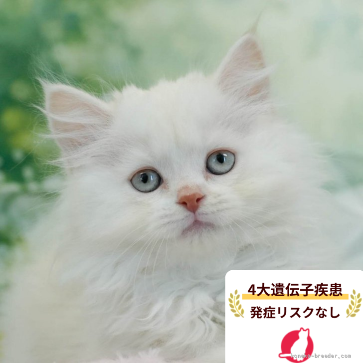 ブリーダー画像