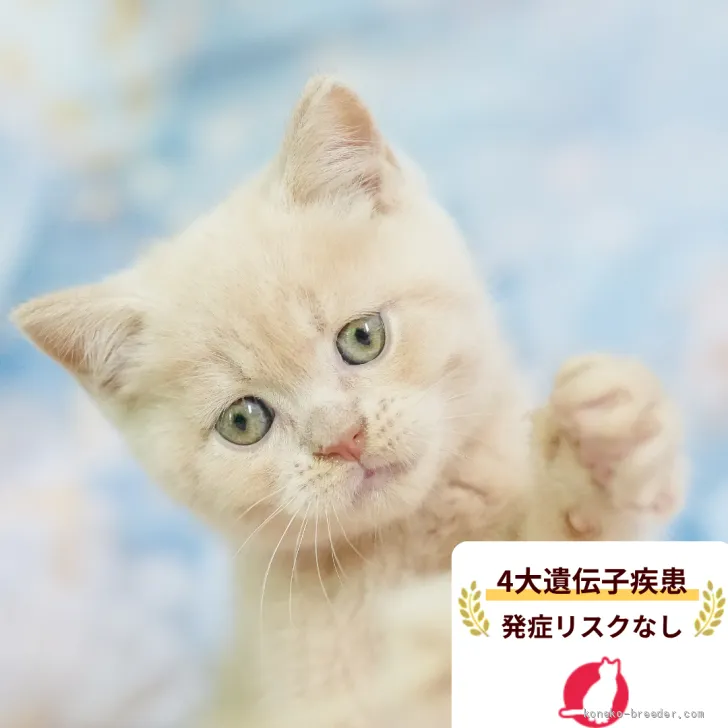 マンチカン(長足)【東京都・男の子・2026年7月3日・ホワイト系/クリーム系】の写真1「😸全頭総額表示(接種済ワクチン代・マイクロチップ代・健康診断料込)」