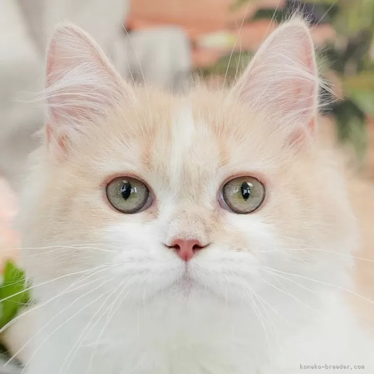 K.T 様のお迎えした子猫