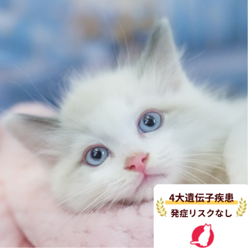 ラグドール【東京都・女の子・2026年7月7日・ブルーポイントバイカラー】の写真「9/13(日)20頭以上集合！子猫見学会🐾」