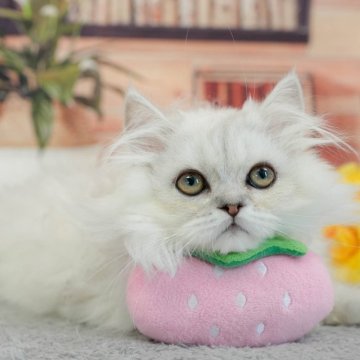 ミヌエット(長足)【東京都・男の子・2026年2月17日・チンチラシルバー】の写真「🌼6/14㈰30頭以上集合～！子猫見学会開催🐱」