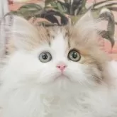 ミヌエット(短足)