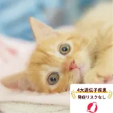 マンチカン(長足)