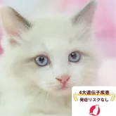 ラグドール【東京都・男の子・2026年7月7日・ホワイト系/ブルー・シルバー系】の写真1「😸全頭総額表示(接種済ワクチン代・マイクロチップ代・健康診断料込)」