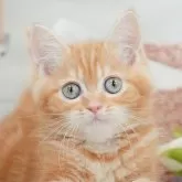 ミヌエット(長足)