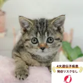 スコティッシュフォールド(立ち耳)【東京都・男の子・2026年3月27日・クリーム系/ブラウン系】の写真1「😸全頭総額表示(接種済ワクチン代・マイクロチップ代・健康診断料込)」