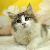 ノルウェージャンフォレストキャット